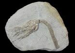 Bargain, Pachylocrinus Crinoid Fossil - Crawfordsville, Indiana #68493-1